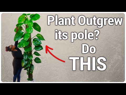 Видео: Когда ваше растение перерастает моховую плантацию, сделайте ЭТО!