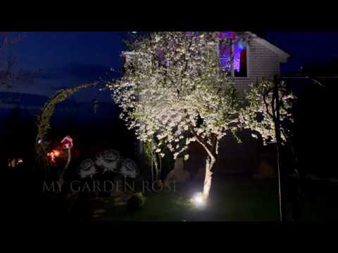 Видео: ОСВЕЩЕНИЕ САДА. Декоративная подсветка деревьев и кустарников.
