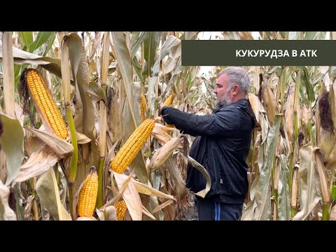 Видео: #292 Кукурудза 🌽 на Житомирщині  по точному землеробству. На полі з Юрієм Дробязко