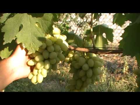 Видео: Виноград сорта Благовест - мой первый куст винограда