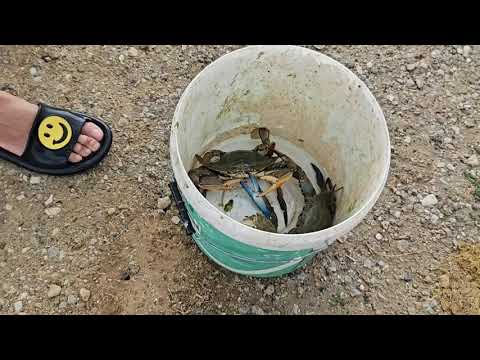 Видео: #Рыбалка #кефаль #краб #природа
