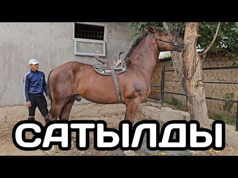 Видео: САТЫЛДЫ жылоологон ГЕРОЙ