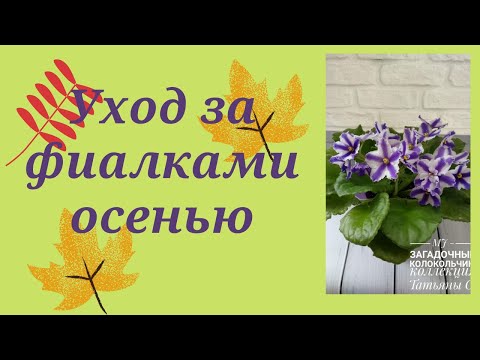 Видео: Фиалки осенью, уход. Восемь правил успешного выращивания фиалок в осенью.