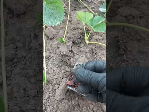 Видео: Посадка полуниці в жару (2 частина) Укорінення вусів .