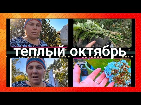 Видео: Жизнь в деревне // КАК Я ЧЕРЕНКУЮ ГОРТЕНЗИИ //В ПРЕДВЕРИИ МОРОЗОВ ЗАНОШУ ДОМОЙ ВСЕ ЧТО МОЖНО 