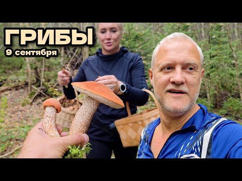 Видео: Много грибов! Подосиновики, Опята, Ежевики. 9 сентября | Латвия, регион Курземе 