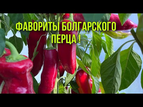 Видео: Этот перец покорил в сезоне 2022. Обзор Болгарского перца в сентябре.