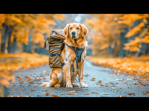 Видео: 10 ЧАСОВ Успокаивающей Музыки Для Собак🦮💖Музыка для облегчения тревоги при разлуке