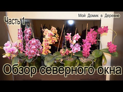 Видео: Обзор орхидей с северного окна! Часть 1 ( 05.19)