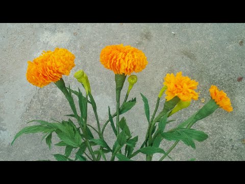 Видео: ABC TV | Как сделать цветок календулы из бумаги из крепа - Учебник по рукоделию