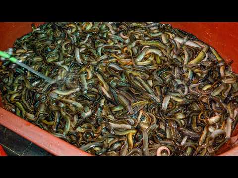 Видео: 30 лет традиции! в день продается более 300 мисок?! Полезный корейский суп из вьюна