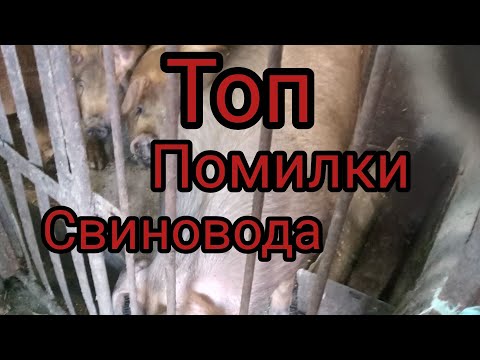 Видео: ТОП!😱!ПОМИЛКИ СВИНОВОДА ПОЧАТКІВЦЯ