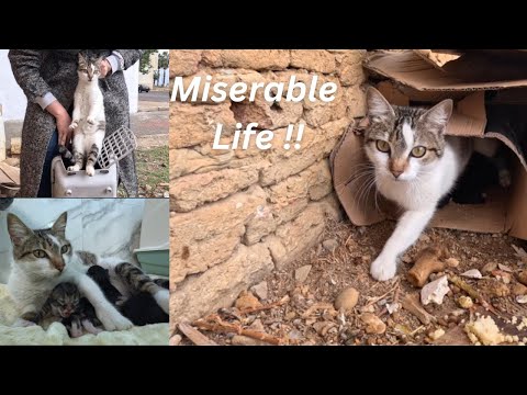 Видео: Кошка согревает котят, спасатели меняют их жизнь.