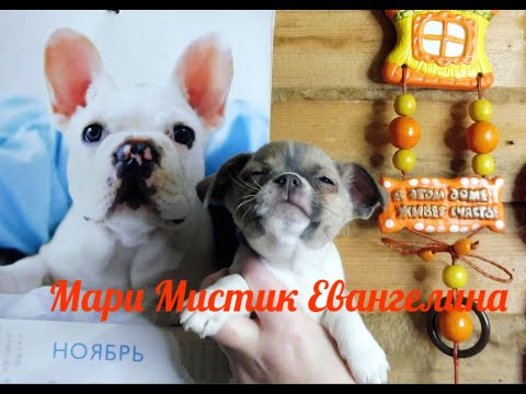 Видео: #ВЕС ЩЕНКА ЧИХУА В 2 , 3 , 4 МЕСЯЦА#ПОДБОР ПАРЫ ДЛЯ ПЛЕМЕННОГО РАЗВЕДЕНИЯ#ПИТОМНИКРКФМАРИМИСТИКЧИХУА