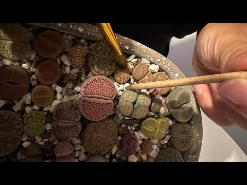 Видео: Литопсы/ Lithops. Как я подсаживаю литопс в тесную посадку. 08.07.2023.