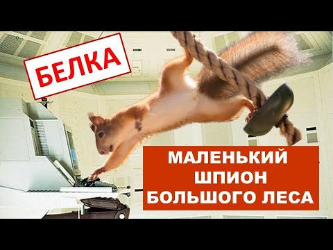 Видео: БЕЛКА (Sciurus) Энциклопедия дикой природы