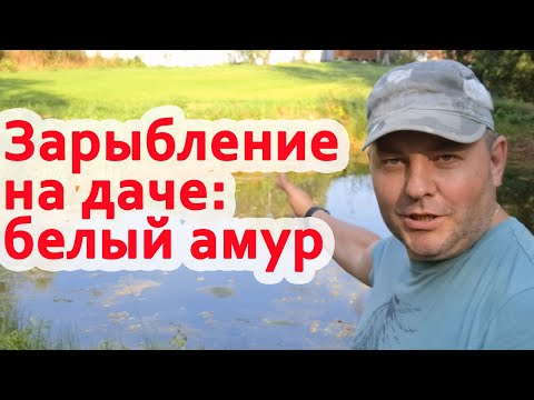 Видео: Часть 3. Белый амур: он поможет?