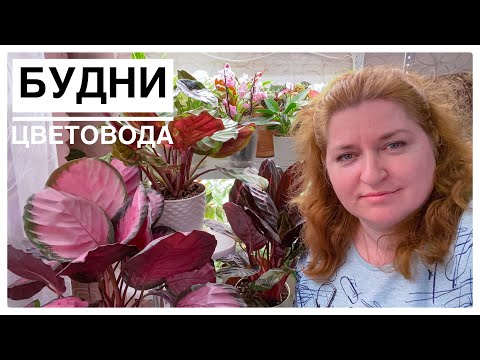 Видео: Будни цветовода | Обзор калатей | Новинки | 06.05.2022г.