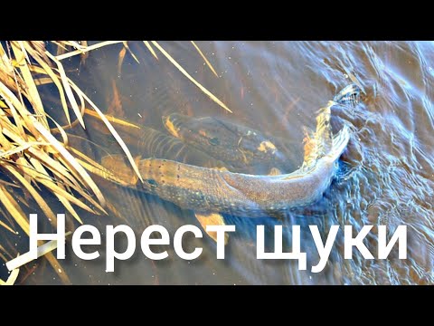 Видео: ЩУКА!!! Вот это бревно! Нерест щуки.