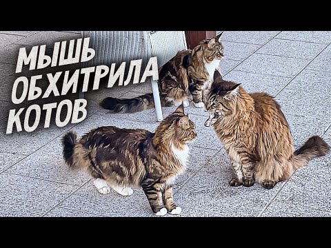 Видео: Мышь обхитрила трех котов! 4K