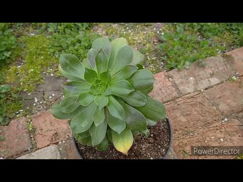 Видео: 8. Эониум бальзамический