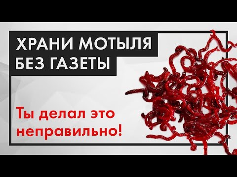 Видео: Как сохранить мотыля живым ДОЛГО. Способ БЕЗ ГАЗЕТЫ!