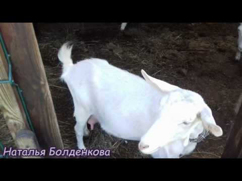 Видео: Что подстелить в козий выгул, чтобы не было запаха дольше?!...