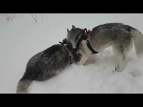 Видео: Хасячье раздолье🐺🐺#huskyidel #сибирскийхаски #челябинск