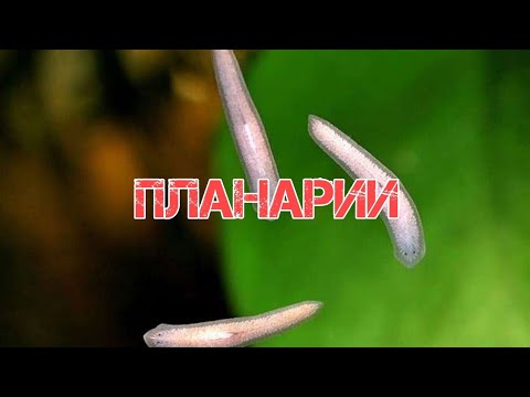 Видео: ПЛАНАРИИ В АКВАРИУМЕ. ПРИЧИНЫ ПОЯВЛЕНИЯ И СПОСОБЫ БОРЬБЫ