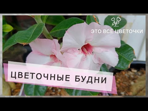 Видео: Цветочные будни  Укореняшки