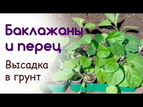 Видео: Высадка баклажанов и перцев в открытый грунт