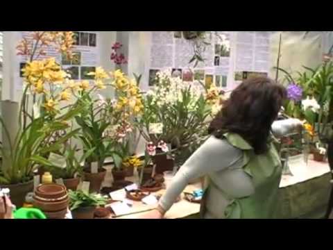Видео: Пресаждане на орхидеи (1) How to transplant orchids.flv