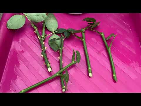 Видео: Вкорінення троянди восени: простий спосіб, який працює!