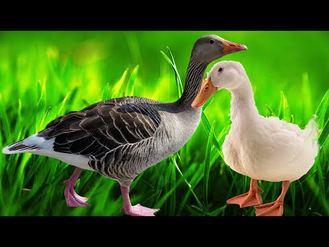 Видео: Самые выгодные УТКИ и ГУСИ в 1,5 мес / Мясные породы!