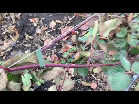 Видео: Саженцы ежевики как сохранить до весны