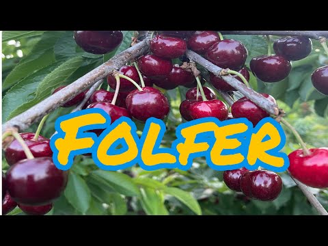 Видео: Ранній сорт черешні Folfer