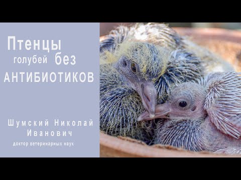 Видео: Птенцы голубей без антибиотиков: Часть 1 - Специфическая профилактика