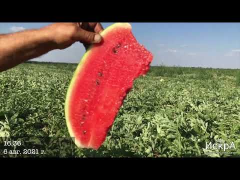 Видео: Арбуз Там Там от Enza Zaden