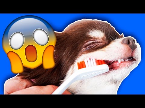 Видео: ЧТО БУДЕТ ЕСЛИ СОБАКЕ ГОД НЕ ЧИСТИТЬ ЗУБЫ? Первая реакция собаки на чистку зубов