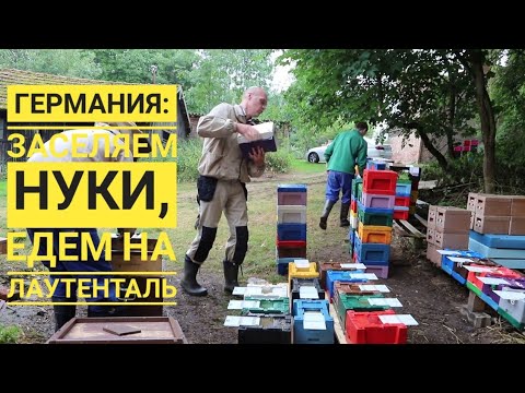 Видео: В Германии: заселяем #нуклеусы пчелами - едем на Лаутенталь
