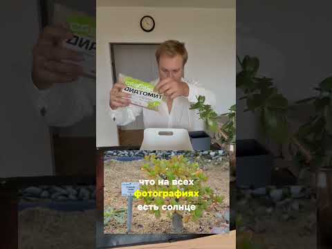 Видео: Просто шикарные черенки🤌🏽#крассула #денежноедерево #толстянка #растения #комнатныерастения #plants