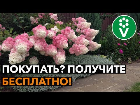 Видео: РАЗМНОЖЕНИЕ КУСТАРНИКОВ ЧЕРЕНКАМИ