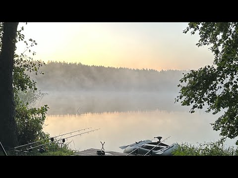 Видео: Ловля дикого карпа на лесном водоеме