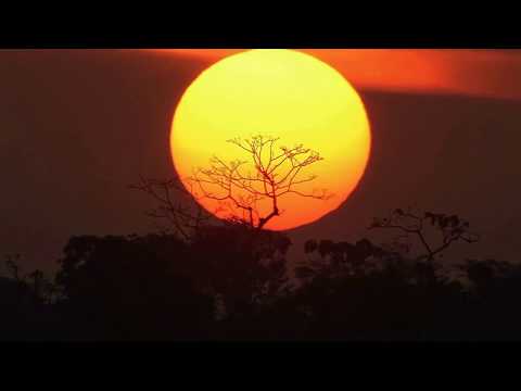 Видео: Арована   Речной Охотник