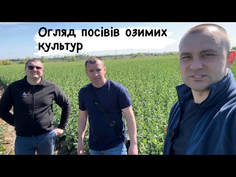 Видео: ‼️Огляд посівів озимих культур🌾