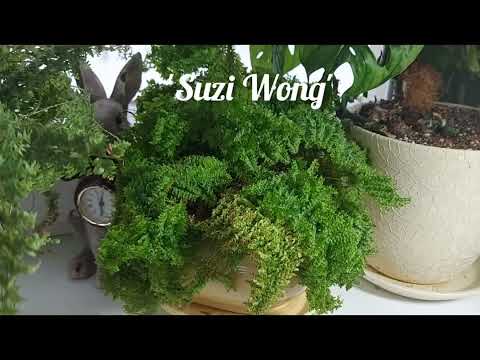 Видео: Папоротники в моем доме