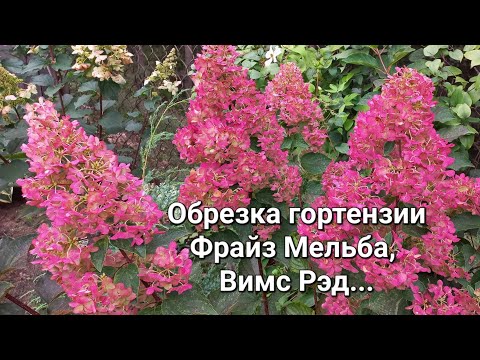 Видео: Обрезка гортензий, Фрайз Мельба, Вимс Рэд...