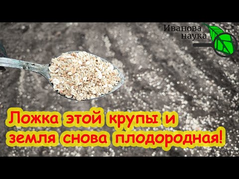 Видео: ЭТА КОПЕЕЧНАЯ КРУПА ПРЕВРАТИТ ПОЧВУ В ЧЕРНОЗЕМ! 1 ложка крупы и почва снова здоровая, плодородная.