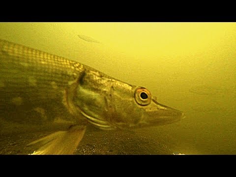 Видео: Реакция рыбы на КОРИАНДР!!! Подводная съемка