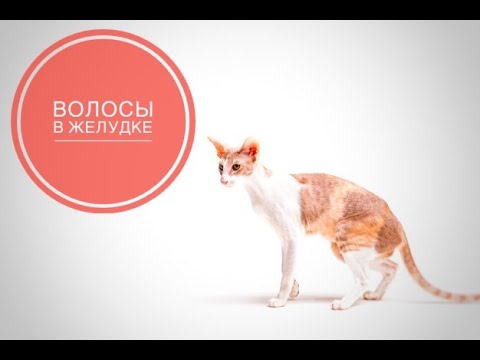 Видео: Волосы в желудке.  Опасно ли?